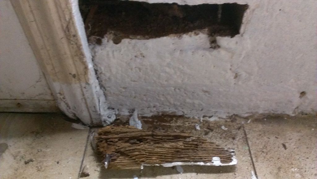 Termite Damage