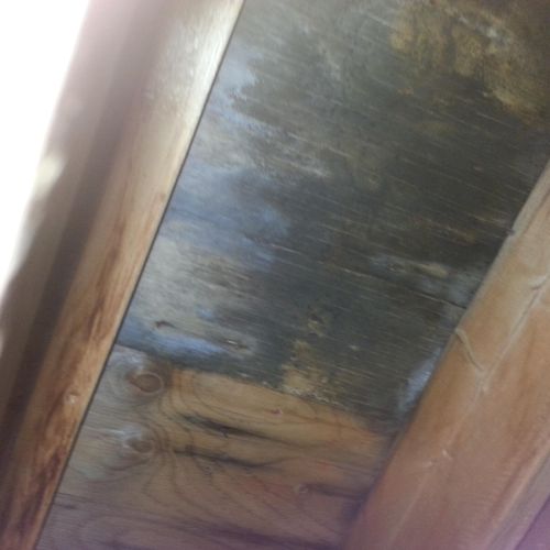 Possible mold in attic