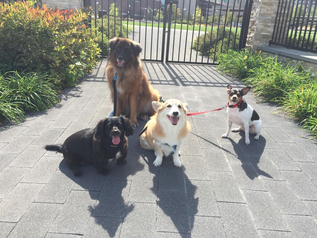 Dexter, Chewy, Bailey and Ally exploring the neigh