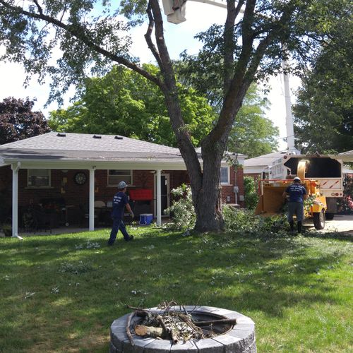 Tree Removal next to the house