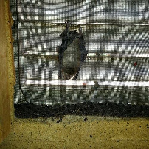 Bats in a gable vent in the attic. 