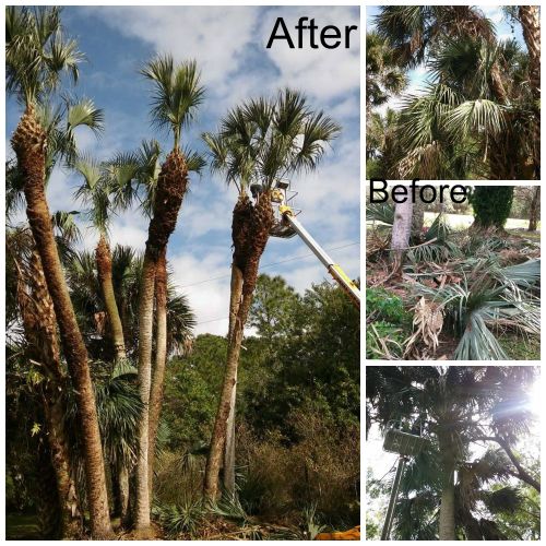 Palm Tree Trimming & Debris Haul
