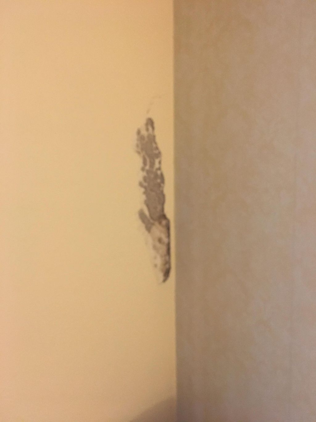 Termites making channels/ tunnels between paint an