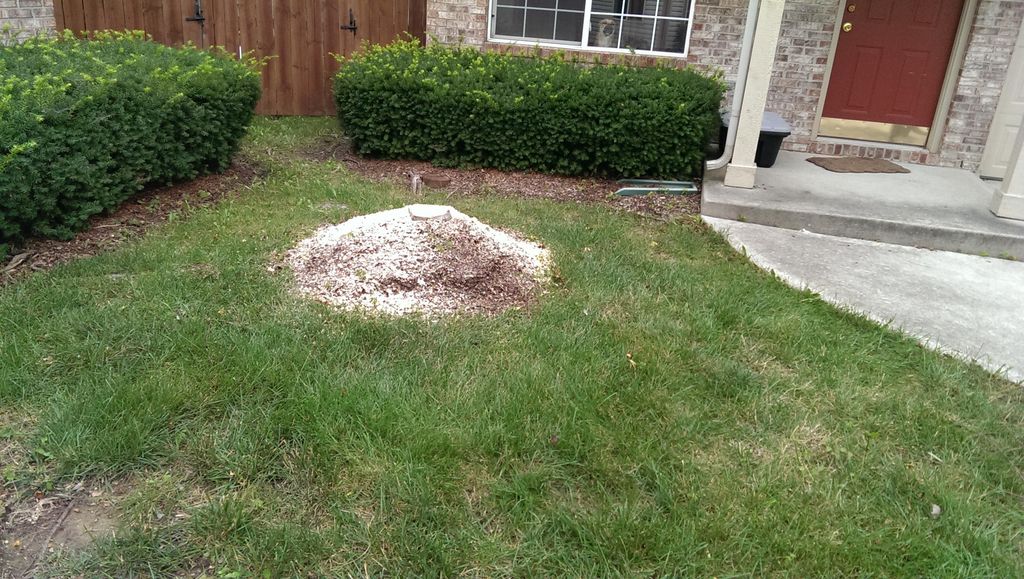 This is what it looks like after the stump has bee