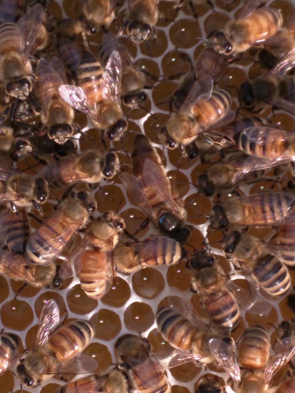 Honeydale Beekeeping