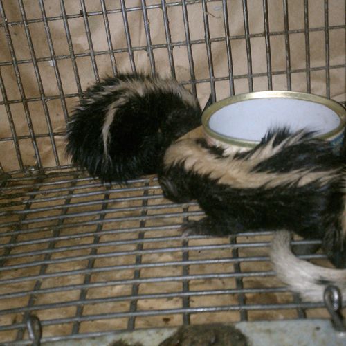 Orphaned baby skunks, caught by hand and taken to 