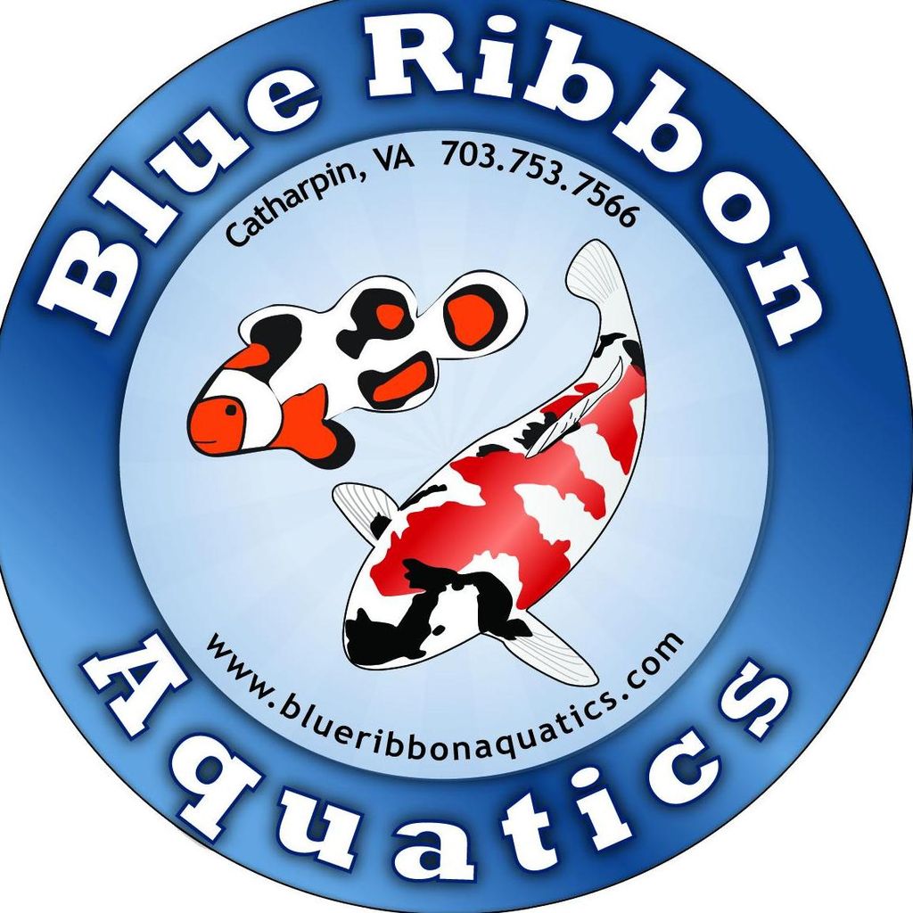 Blue Ribbon Aquatics