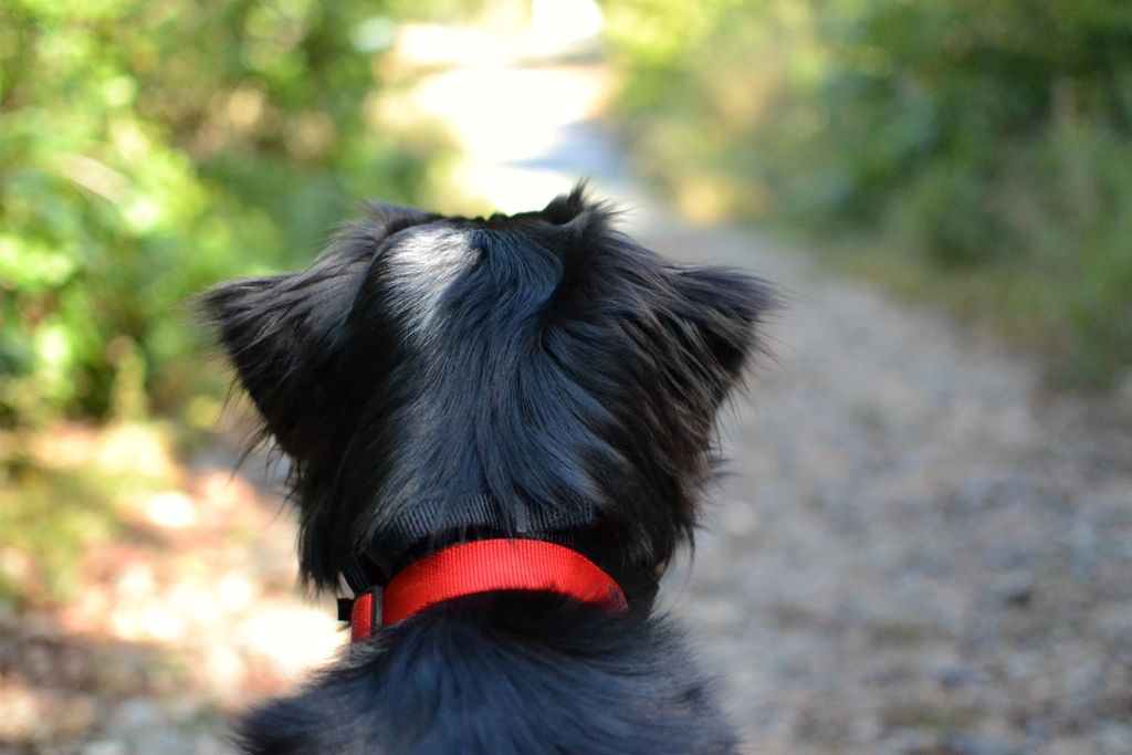 Red Collar Photography