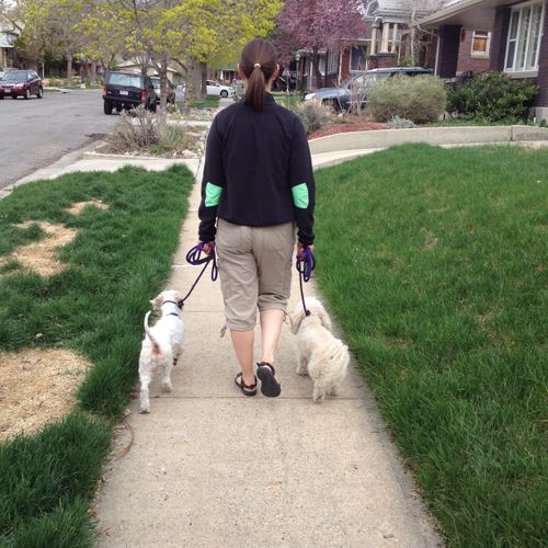 Teaching Clients and dogs how to walk calming down