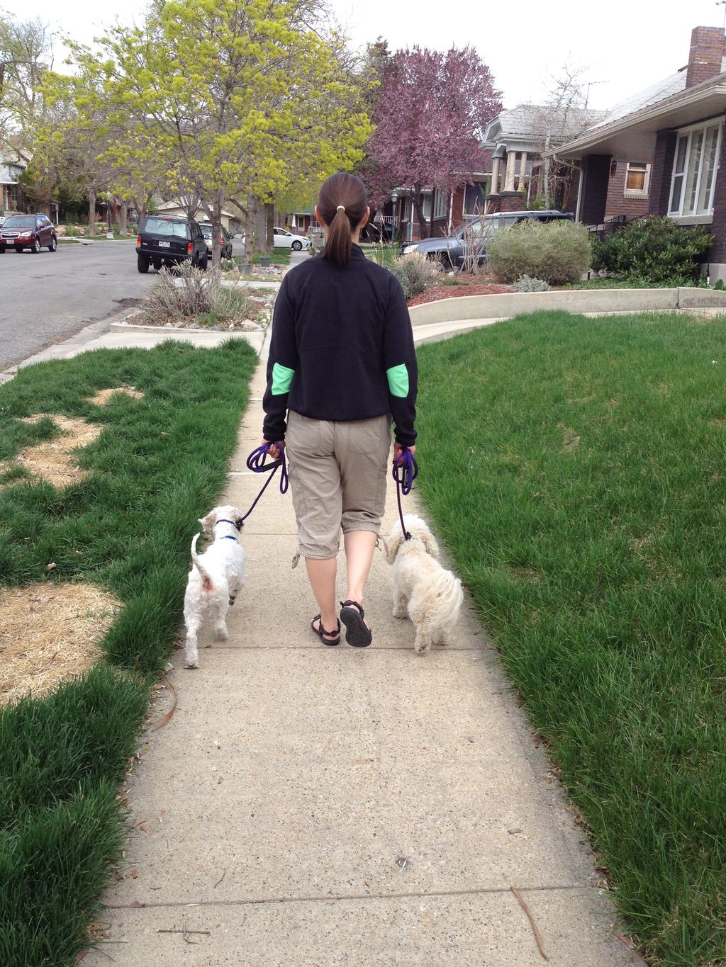 Teaching Clients and dogs how to walk calming down