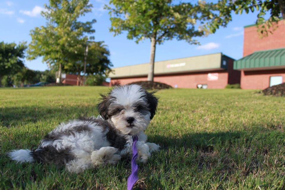 Out for some fun in the sun while boarding.