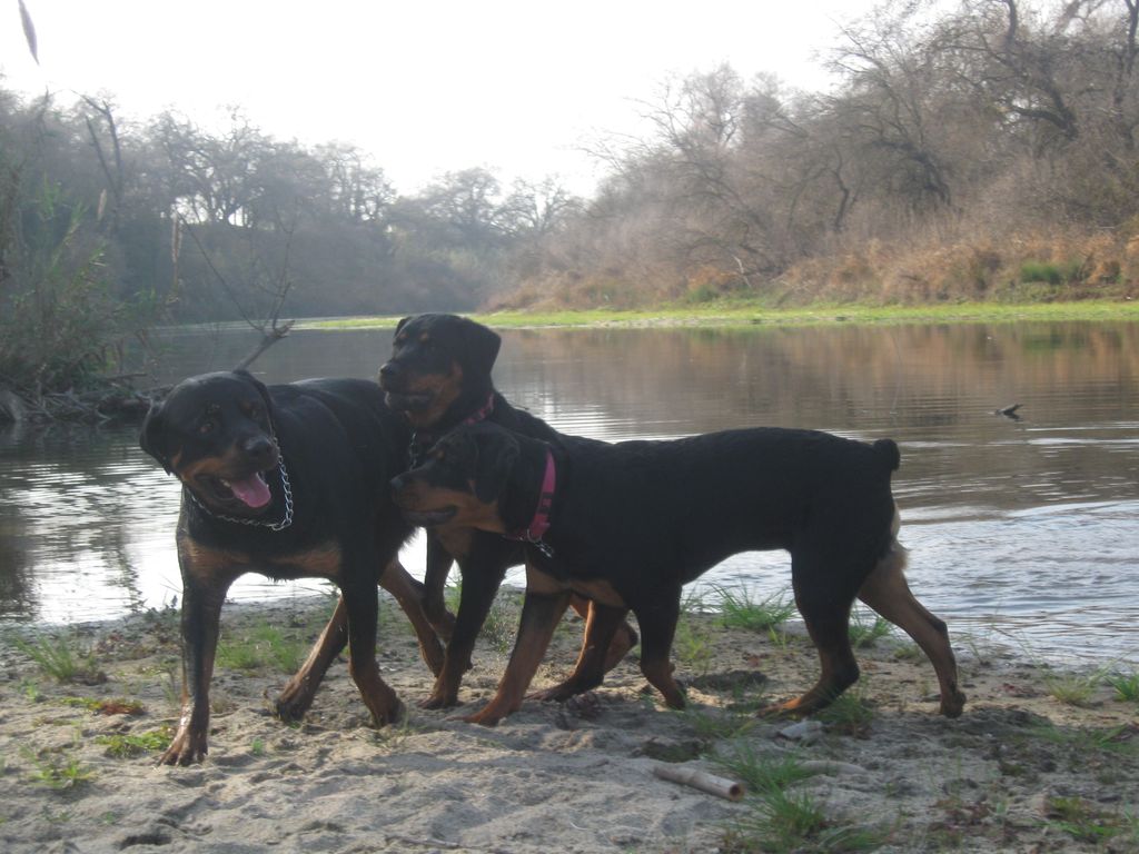 Socializing off leash is a very important part of 