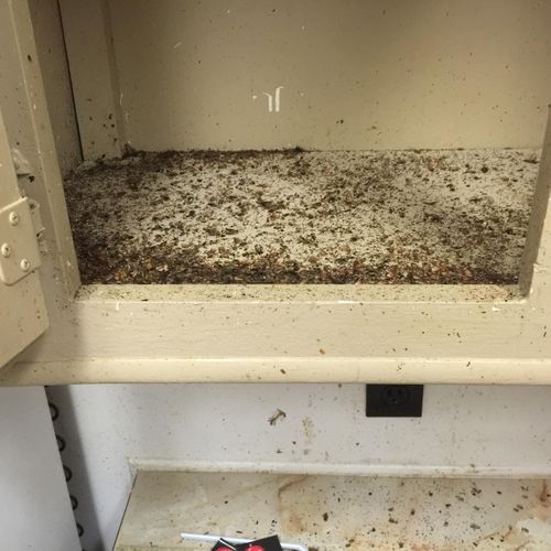 German Cockroach infestation inside kitchen cabine