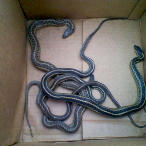 2 Gardener Snakes and 1 Copperhead pulled from wel