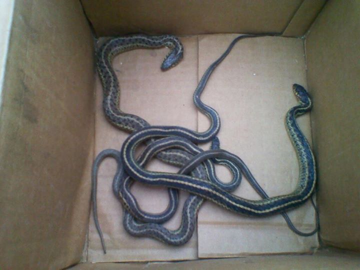 2 Gardener Snakes and 1 Copperhead pulled from wel