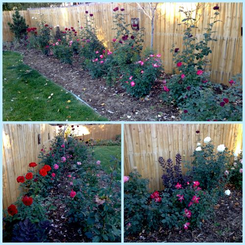 Perennial plant install - specimen rose garden