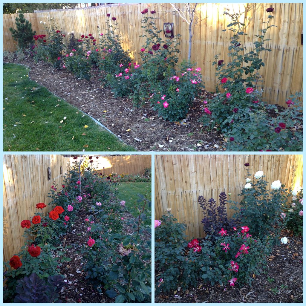 Perennial plant install - specimen rose garden