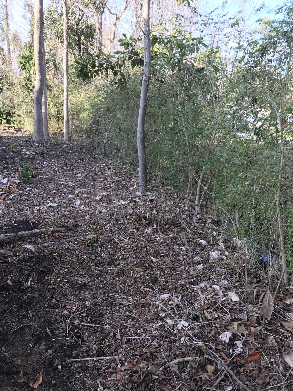 Overgrown Backyard 
(2 "Before" Pics then the afte