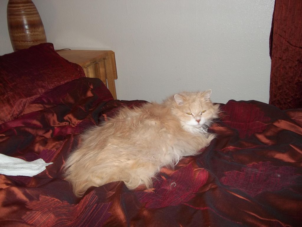 Hi Im Romy.  Im fluffy and unpredictable.  And I l