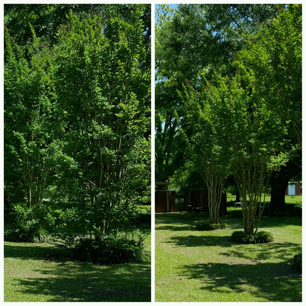 Craype Myrtle Trimming