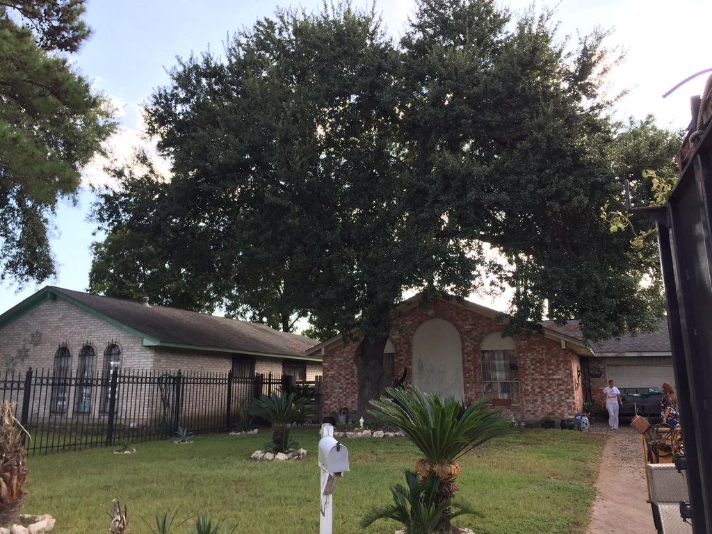 (Before) Do you have a tree that’s in need for som