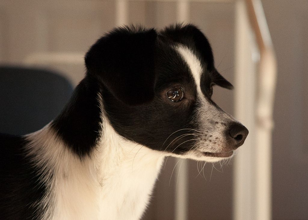 Pet photography - Lola at 5 months