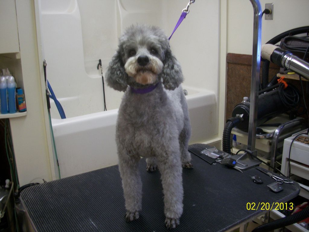 K-9 Comfort Zone grooming pic