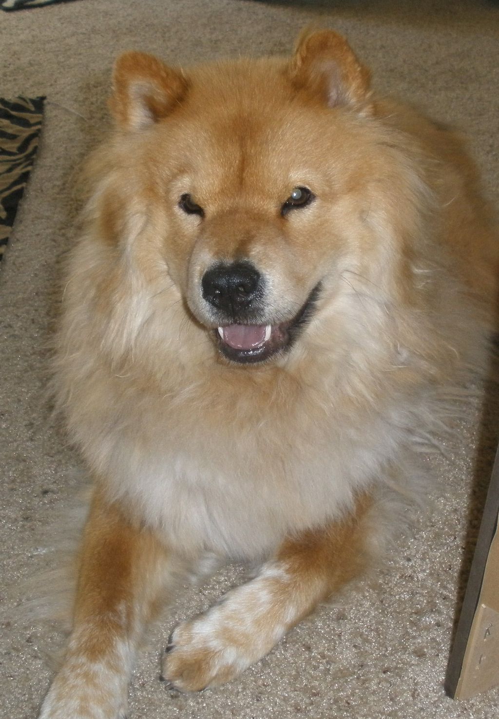 BELLA, female I sat with
