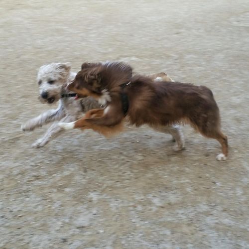 We love play time at the dog park!
