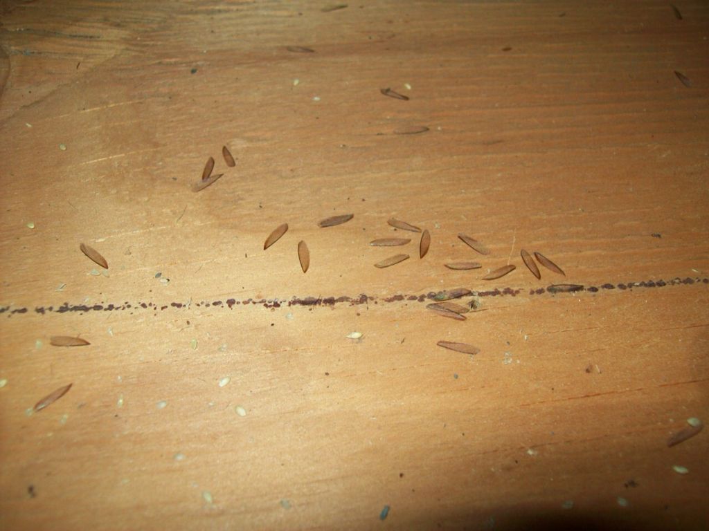 Drywood termite wings
