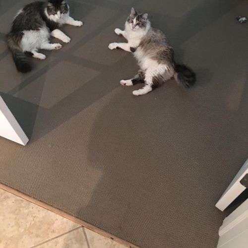 Sweet kitties waiting for a treat. 
