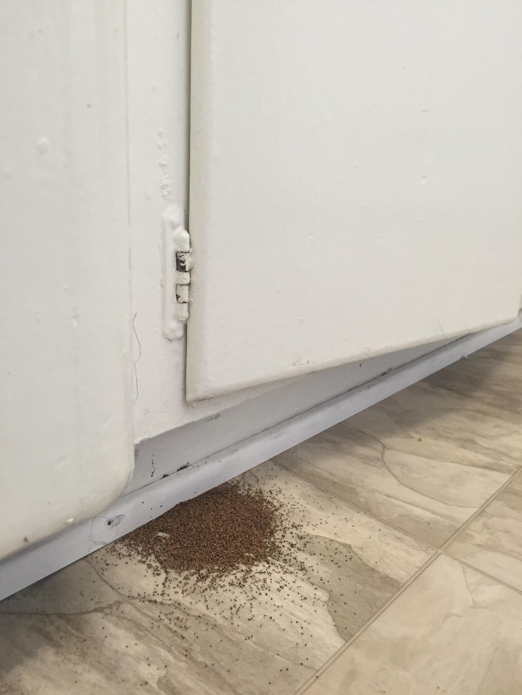 Dry wood termite droppings. 