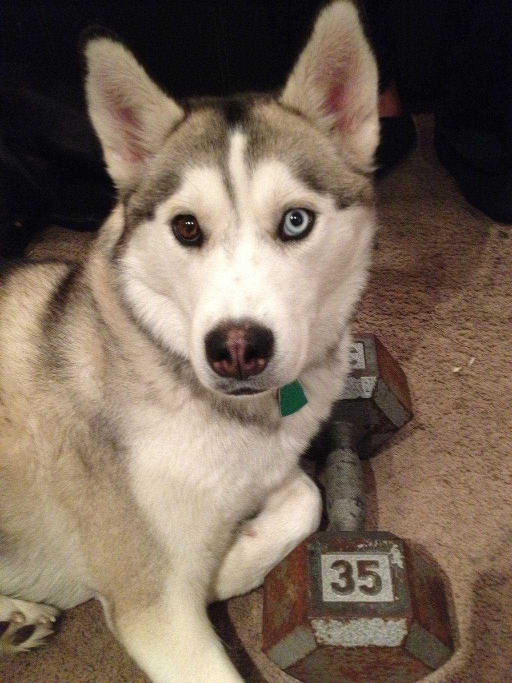 Koda is gonna lift some weights before our walk
