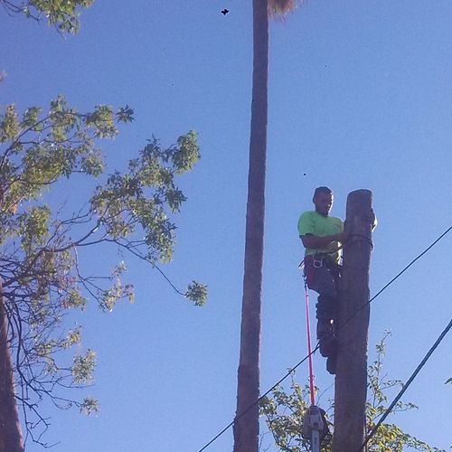 Palm Tree removal long side power lines