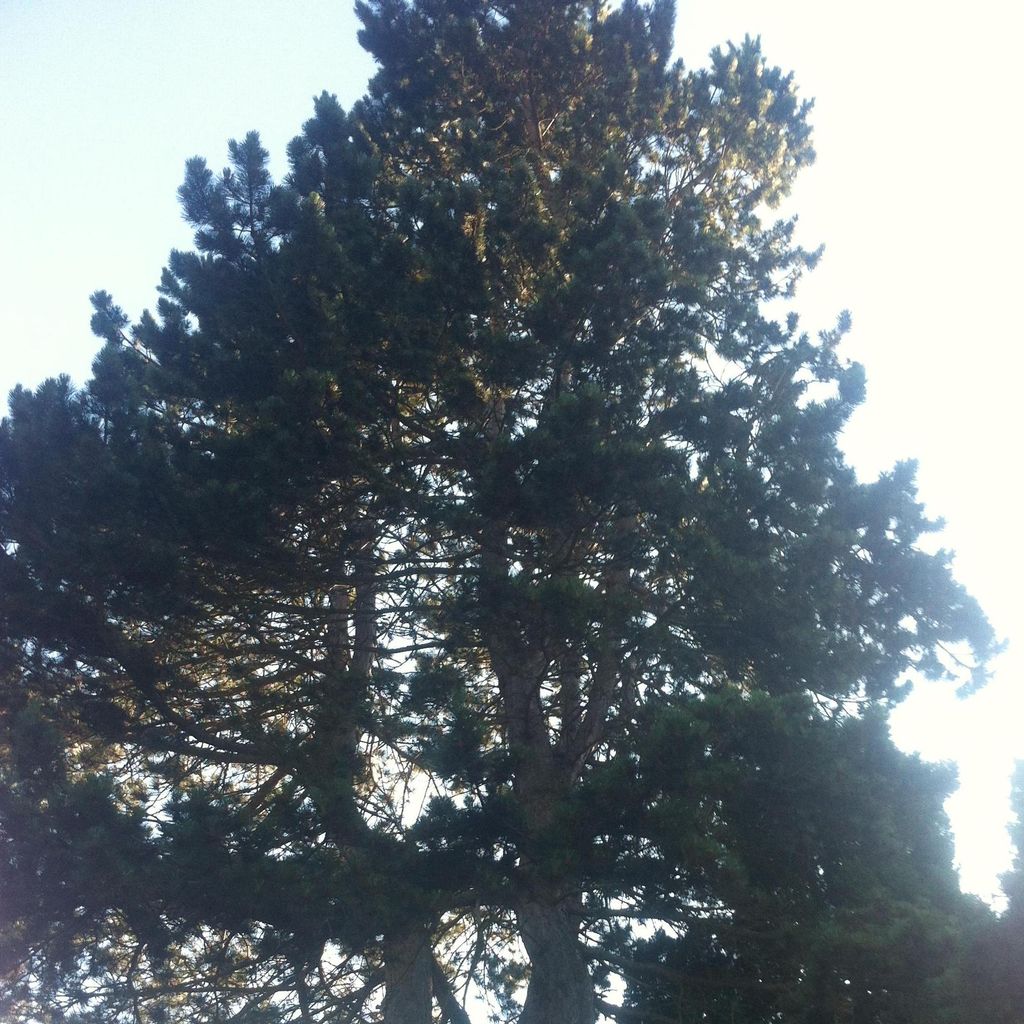 GDT Landscaping & Tree Service