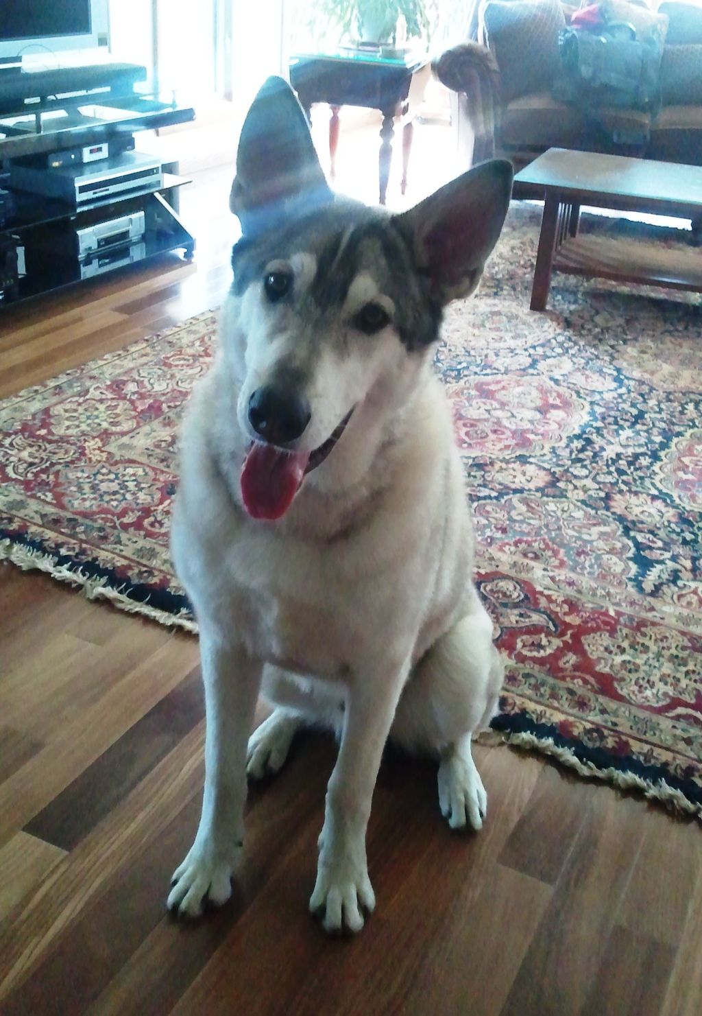 Jax is a very beautiful and very BIG White shepher