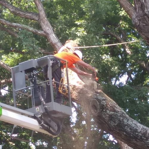 Rabbitt's Tree and Property Service