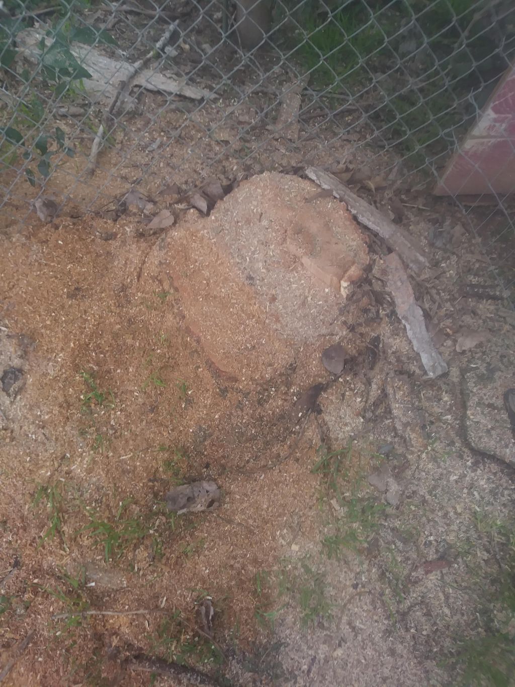 Auburn Boulevard job before the stump was ground