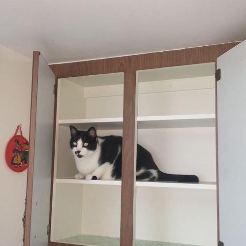 Cat in a cabinet