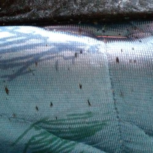 Bed Bug droppings and eggs on mattress.