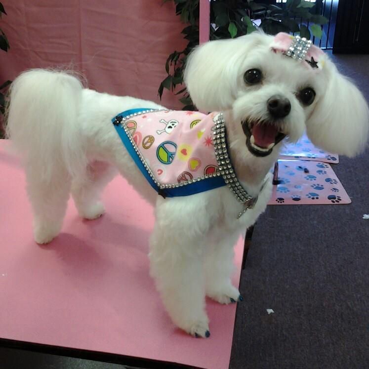 Glitter Groomer San Diego Holistic Grooming and...