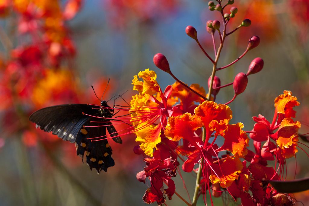 Butterfly - Arizona Desert Museum outside Tucson.