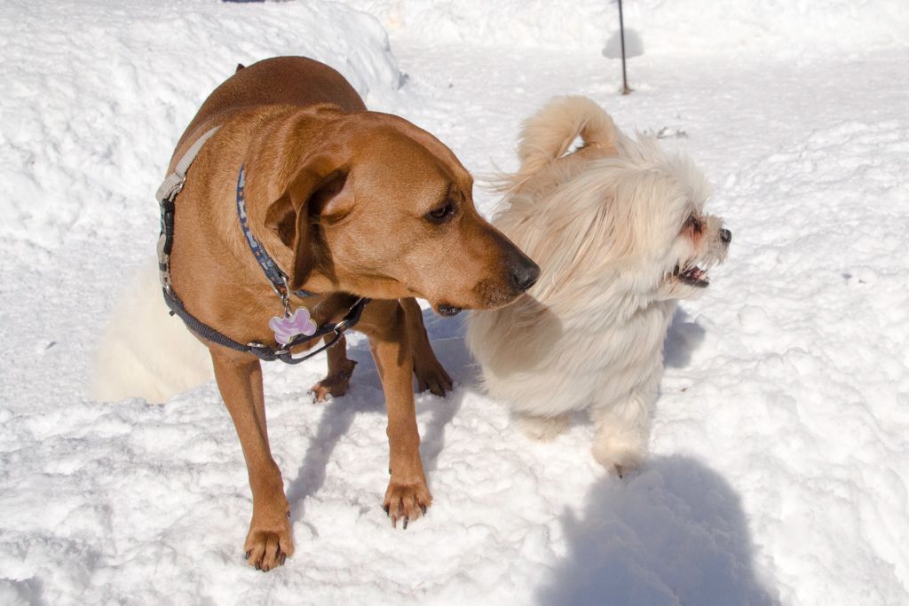 Brady and Buddy
