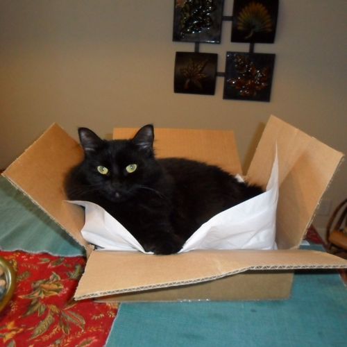 Liza loves boxes