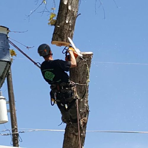 Tony Removing a Tree