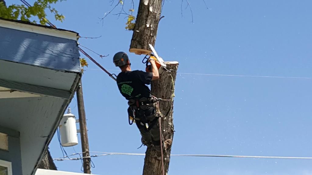 Tony Removing a Tree
