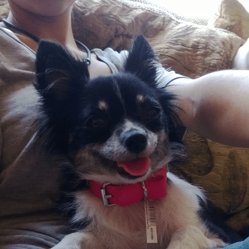 This is my Pomeranian/chihuahua mix, Tiny. Her nam