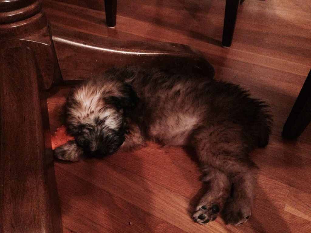 Pooped puppy Luna after an afternoon of chasing th