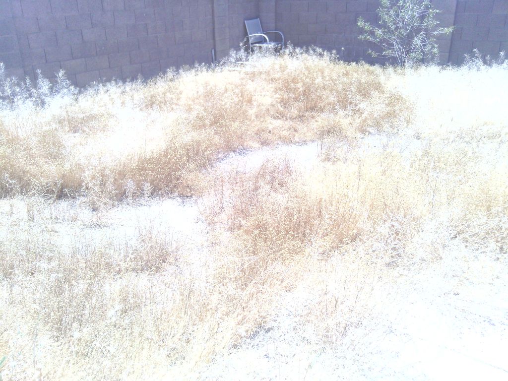 before picture of a deep clean up -backyard