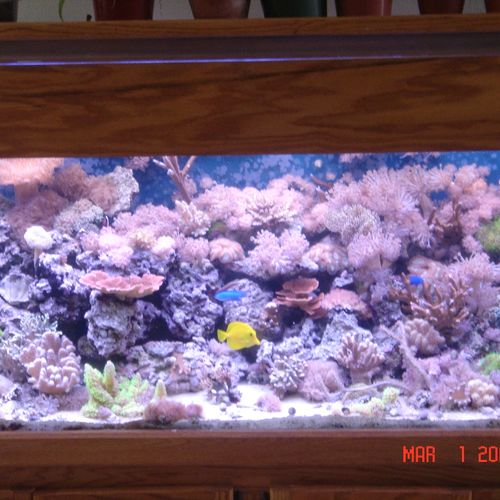 180 gallon saltwater reef tank.  Complete with all